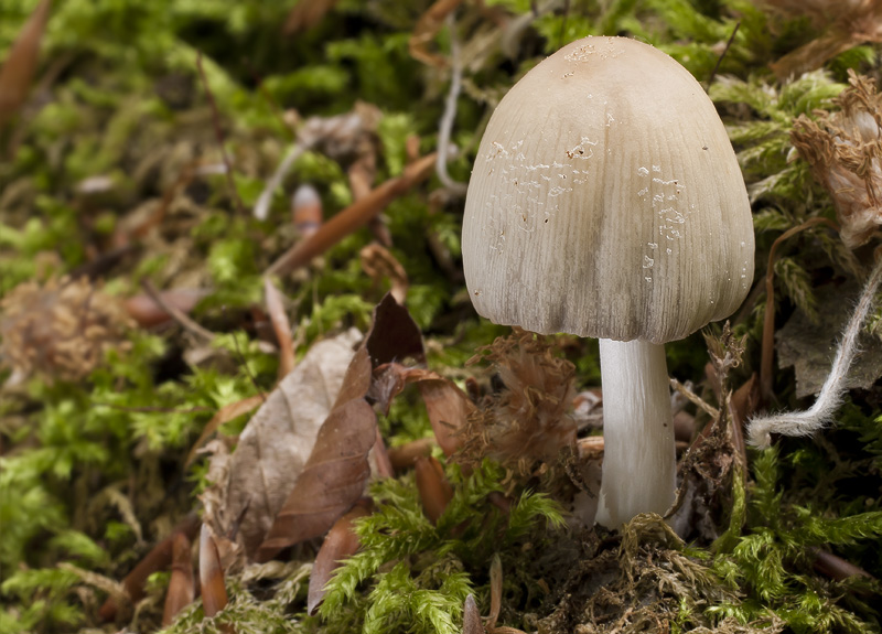 Coprinus domesticus